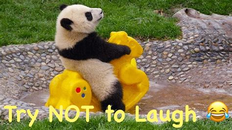 bored panda try not to laugh|bored panda videos.